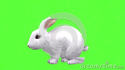 Rabbit Jumping on Green Screen Stock Footage - Video of brown ...