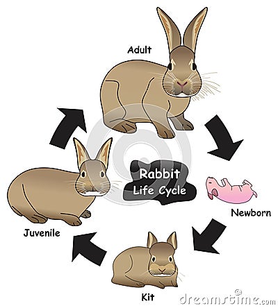 Rabbit Life Cycle Infographic Diagram Vector Illustration