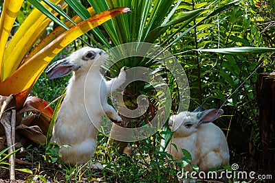 Rabbit , little rabbit eating leaf of Thailand. Stock Photo