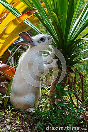 Rabbit ,little rabbit eating leaf of Thailand. Stock Photo