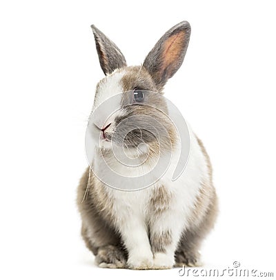 Rabbit , 4 months old, sitting against white background Stock Photo