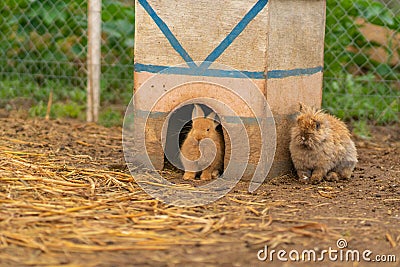Rabbit nature bunny brown white easter background fluffy healthy group, for sitting pet from happy from sweet grass Stock Photo