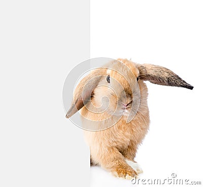 Rabbit peeks out from behind a blank banner. Isolated on white Stock Photo