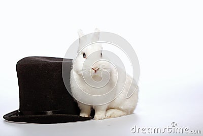 Rabbit playing with a magicians hat Stock Photo
