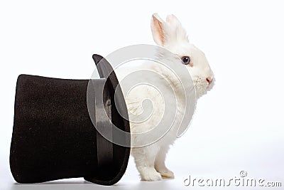 Rabbit playing with a magicians hat Stock Photo