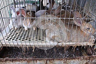 Rabbit prison Stock Photo