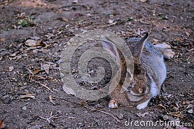 Rabbit. Stock Photo