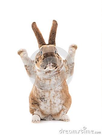 Rabbit with raised paws for setting your content is isolated on a white Stock Photo