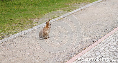 Rabbit ready at the start Stock Photo