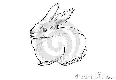 Rabbit Stock Photo