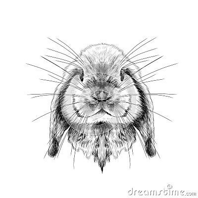 The rabbit`s head full face symmetrical, sketch vector Vector Illustration