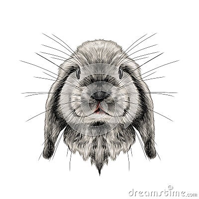 The rabbit`s head full face symmetrical, sketch vector Vector Illustration