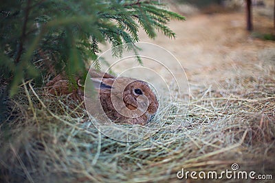 Rabbit sits in grass Stock Photo