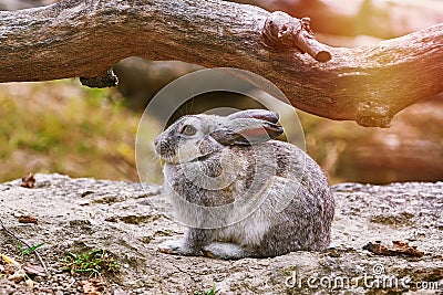 Rabbit under Bough Stock Photo