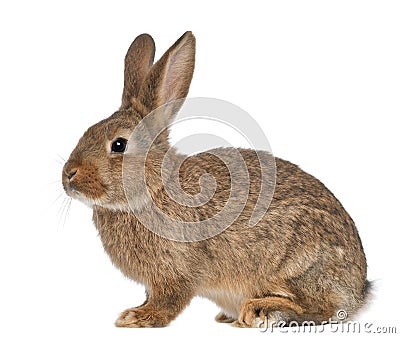 Rabbit sitting Stock Photo