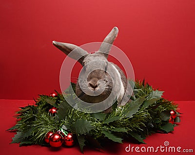 Rabbit sitting in a Christmas garland looking directly front Stock Photo