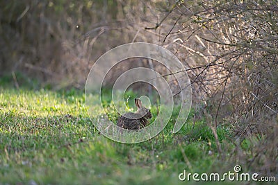 A rabbit is sitting near by a hedge Stock Photo