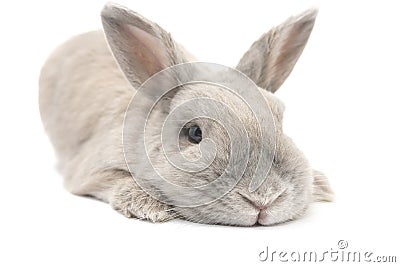 Rabbit small and cute is on the legs isolated on white background Stock Photo