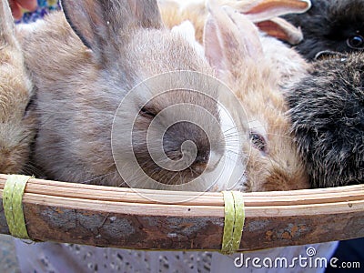 Rabbit small lot sold at the market. Stock Photo