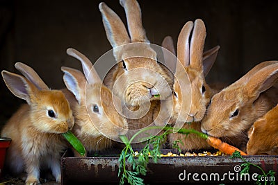 Rabbit and small rabbits Stock Photo