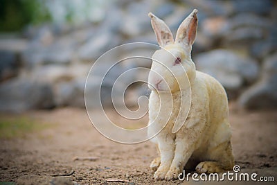 Rabbit small wildlife Stock Photo