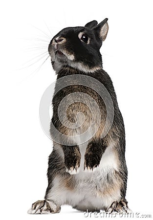 Rabbit standing on hind legs Stock Photo