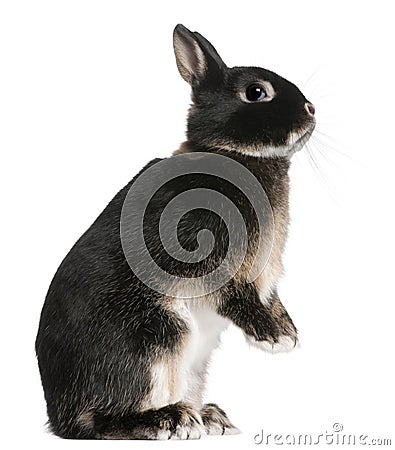 Rabbit standing on hind legs Stock Photo