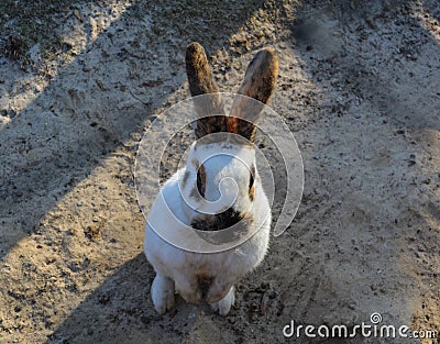 Rabbit Stock Photo