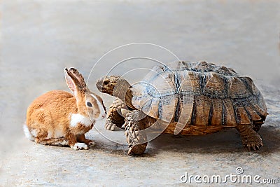 Rabbit and turtle. Stock Photo