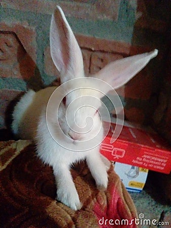 This is a rabbit from a village site India Stock Photo