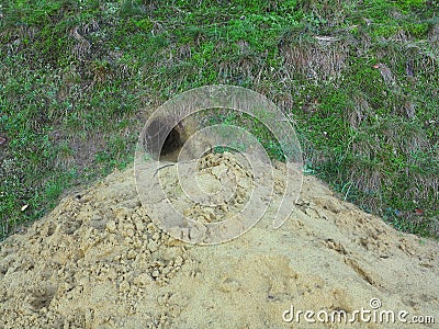 Sand heap at burrow of European rabbit Stock Photo