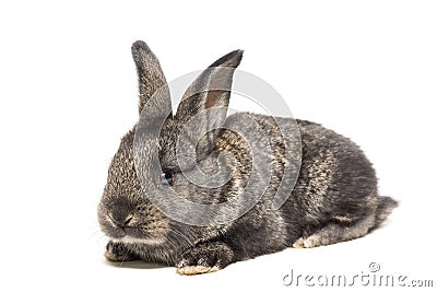 Rabbit on a white background Stock Photo