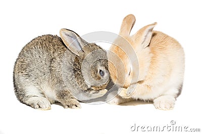 Rabbit on a white background Stock Photo