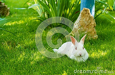 Rabbit white. Stock Photo