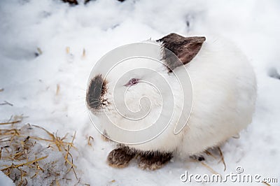 Rabbit in the winter. Gray and white bunnies in winter on snow Stock Photo