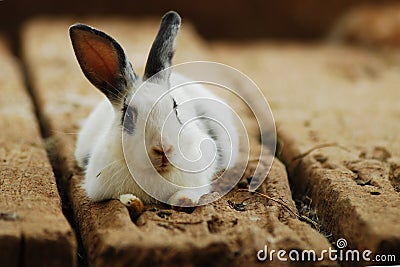 Rabbit on the wooden Stock Photo