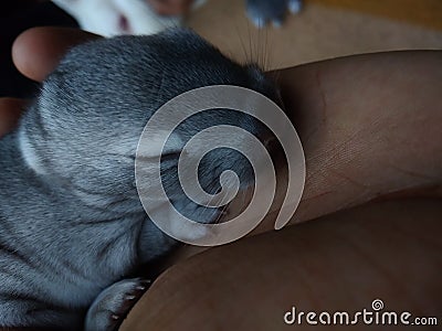 Rabbits baby rabbits, calm, peace, peaceful,cute Stock Photo