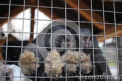 rabbits in a cage animals furry paws behind bars Stock Photo