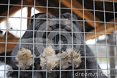 rabbits in a cage animals furry paws behind bars Stock Photo