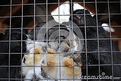 rabbits in a cage animals furry paws behind bars Stock Photo