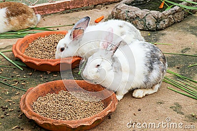 Rabbits eating rabbit food Stock Photo