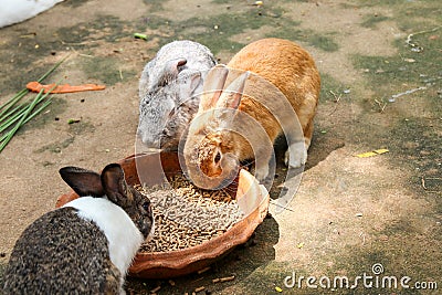 Rabbits eating rabbit food Stock Photo