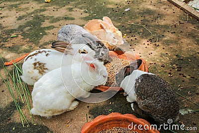 Rabbits eating rabbit food Stock Photo