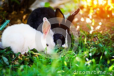 Rabbits in the garden. Fluffy Bunny on green grass, spring time Stock Photo
