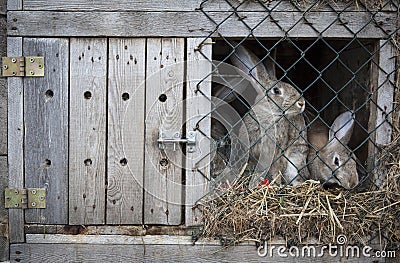 Rabbits in a hutch Stock Photo