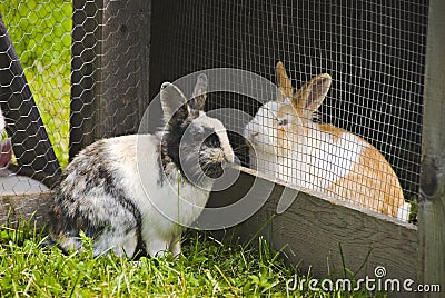 Rabbits in love Stock Photo