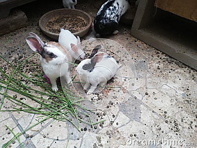 Rabbits love beautifull Stock Photo