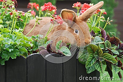 Rabbits love Stock Photo