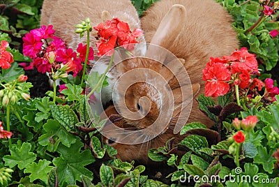 Rabbits love Stock Photo