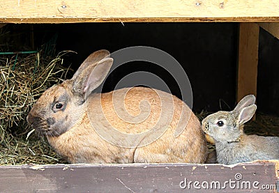 Rabbits Stock Photo